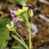 Arabidopsis arenosa s. borbasii - inflorescence