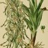Himantoglossum hircinum - wikimedia commons