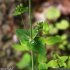 Hypericum pulchrum - tige, feuilles