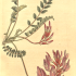 Astragalus monspessulanus - wikimedia commons