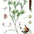 Lathyrus linifolius - wikimedia commons