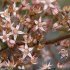 Sedum cepaea - fleurs