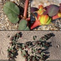 Euphorbe péplis, Euphorbia peplis