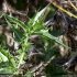 Scolymus hispanicus - Tige, feuilles