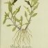 Prunella laciniata - wikimedia commons
