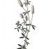 Trifolium arvense - wikimedia commons