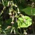 Silene nutans - inflorescence
