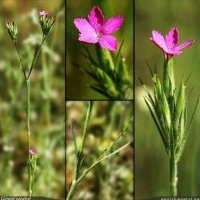 Oeillet arméria, Dianthus armeria