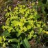 Euphorbia hyberna - inflorescence
