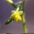 Ranunculus parviflorus - fleur
