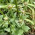 Verbascum blattaria - fruits