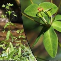 Euphorbe douce, Euphorbia dulcis s. incompta