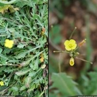 Roquette jaune, Diplotaxis tenuifolia