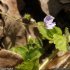 Veronica montana - inflorescence