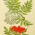 Sorbus aucuparia - wikimedia commons