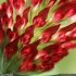 Trifolium incarnatum var. incarnatum - fleurs