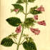 Clinopodium grandiflorum - wikimedia commons