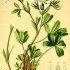 Potentilla caulescens - wikimedia commons