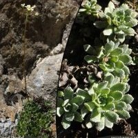 Saxifrage paniculée, Saxifraga paniculata