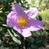 Cistus albidus - fleur