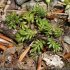 Hornungia alpina - feuilles