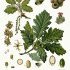 Quercus petraea - wikimedia commons