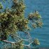 Juniperus phoenicea - rameau en fruit
