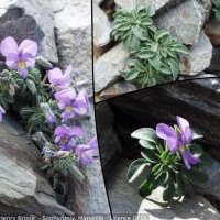 Pensée de Lapeyrouse, Viola diversifolia