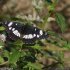 Lycopus europaeus et papillon Sylvain azuré (Limenitis reducta)