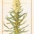 Campanula thyrsoides - © Musée National d'Histoire Naturelle (...)