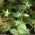 Silene baccifera - tige, feuilles