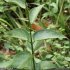 Vincetoxicum hirundinaria - feuilles