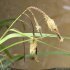 Carex pendula - inflorescence