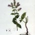 Mentha longifolia - wikimedia commons