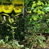 Euphorbe des bois, Euphorbia amygdaloides