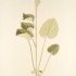 Jacobaea alpina - wikimedia commons