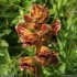 Orobanche gracilis - inflorescence