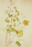 Trifolium campestre - Mackintosh - aquarelle, 1907