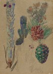 Pinaceae - Mackintosh - aquarelle, 1925