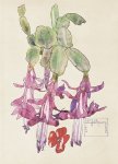 Schlumbergera truncata - Mackintosh - aquarelle, 1915