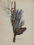 Pinaceae - Mackintosh - aquarelle, 1915