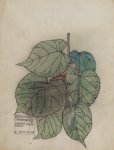 Fagus, feuilles - Mackintosh - aquarelle, 1915