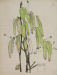 Corylus avellana, chatons - Mackintosh - aquarelle, 1915
