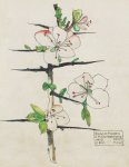 Prunus spinosa - Mackintosh - aquarelle, 1910