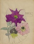 Petunia - Mackintosh - aquarelle, 1914