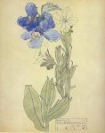 Borago officinalis - Mackintosh - aquarelle, 1914