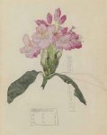 Rhododendron - Mackintosh - aquarelle, 1915