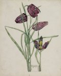 Fritillaria meleagris - Mackintosh - aquarelle, 1915