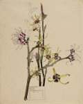 Hamamelis japonica - Mackintosh - aquarelle, 1915