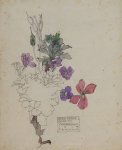 Arabidopsis - Mackintosh - aquarelle, 1914